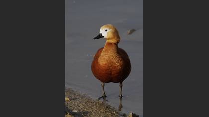 Angıt