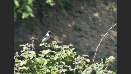 Sibirya Taşkuşu