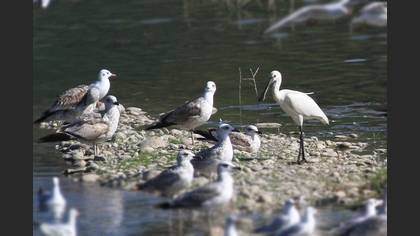 Kaşıkçı