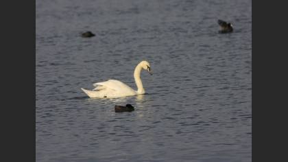 Kuğu