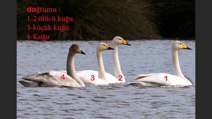 Undefined