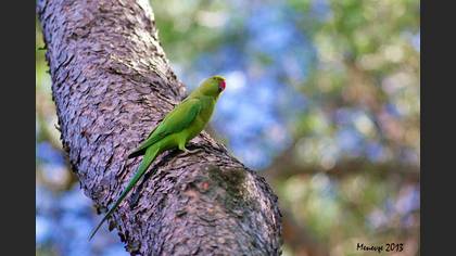 Yeşil Papağan