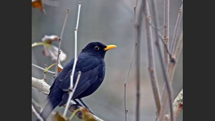 Karatavuk