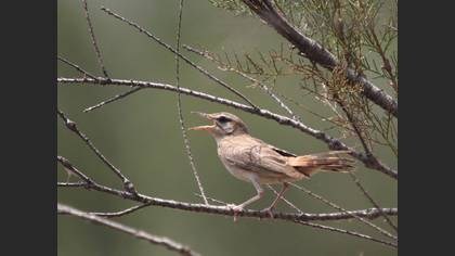 Çalıbülbülü