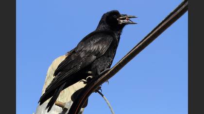 Ekin Kargası