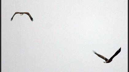 Akkuyruklu Kartal