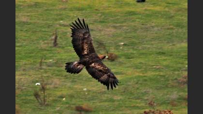 Kaya Kartalı