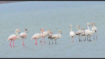 Flamingo