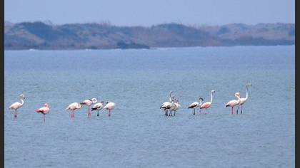 Flamingo