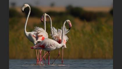 Flamingo