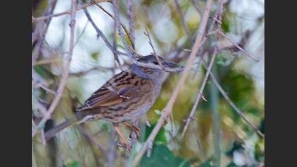 Dağbülbülü