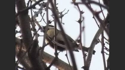 Undefined