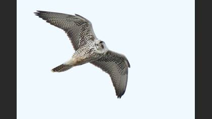 Undefined