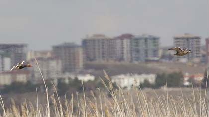 Macar Ördeği