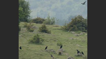 Kuzgun