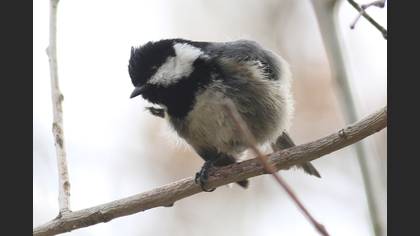 Çam Baştankarası