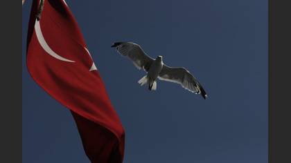 Gümüş Martı