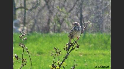 Undefined