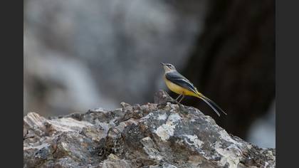 Dağ Kuyruksallayanı
