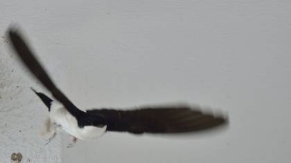 Ev Kırlangıcı