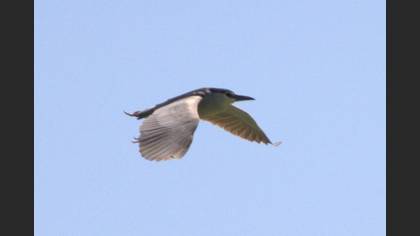 Gece Balıkçılı