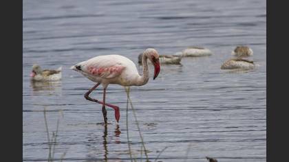 Küçük Flamingo