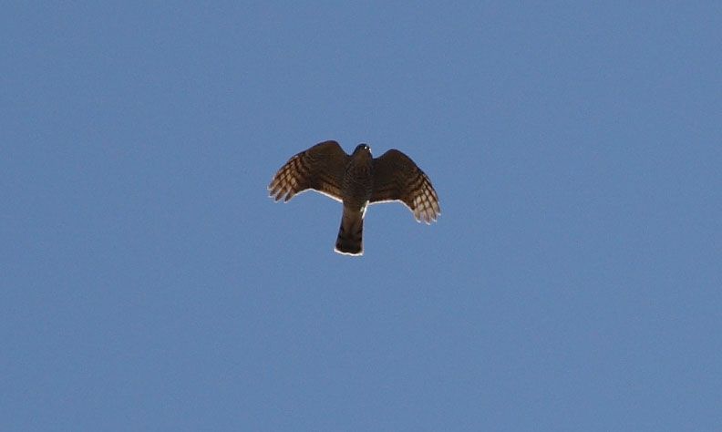 Atmaca