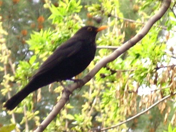 Karatavuk