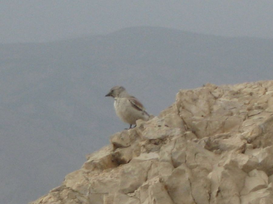 Tanımsız