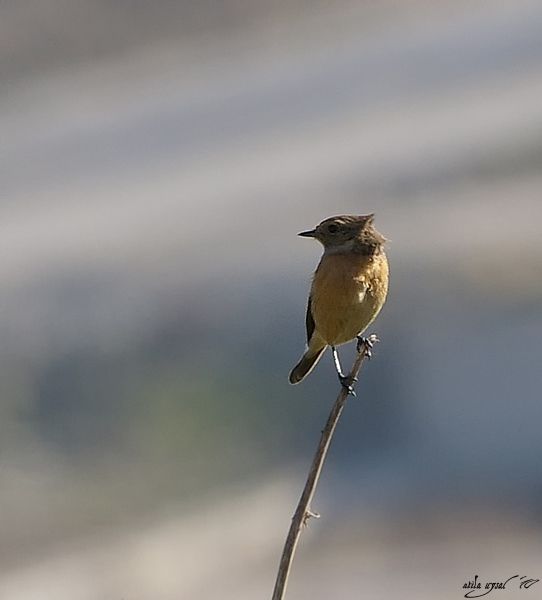 Taşkuşu