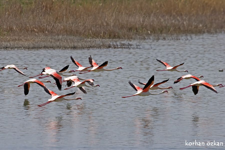 Flamingo