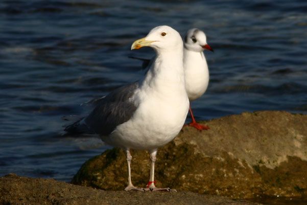 Hazar martısı