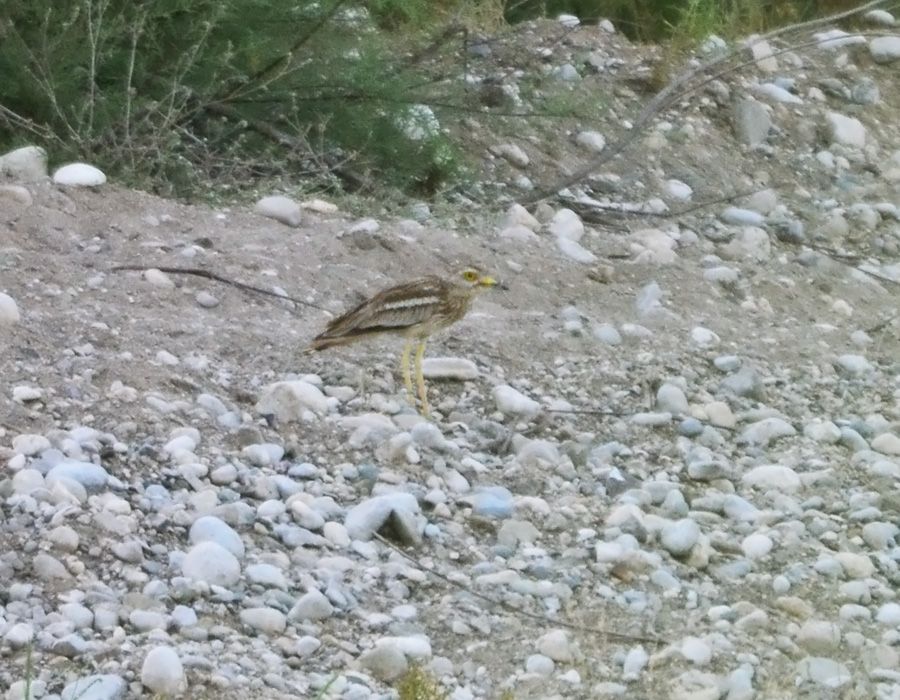 Kocagöz