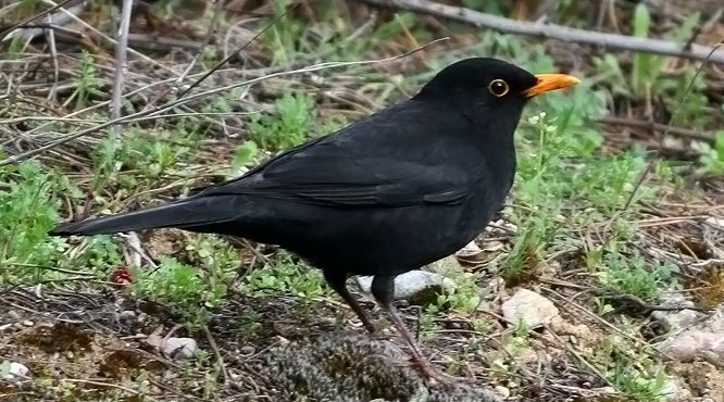 Karatavuk