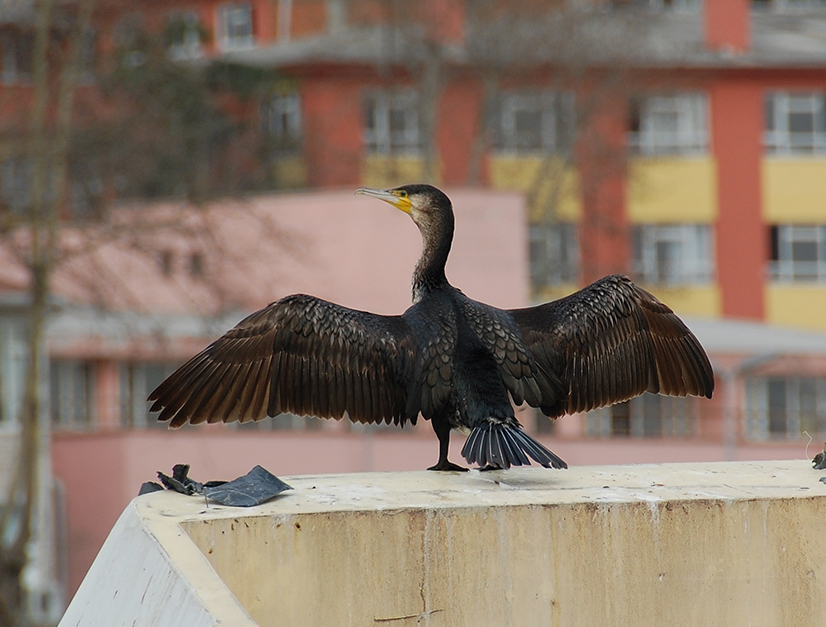 Karabatak