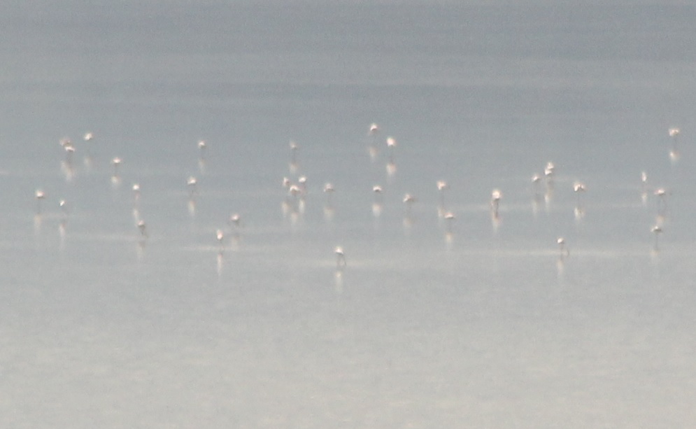 Flamingo