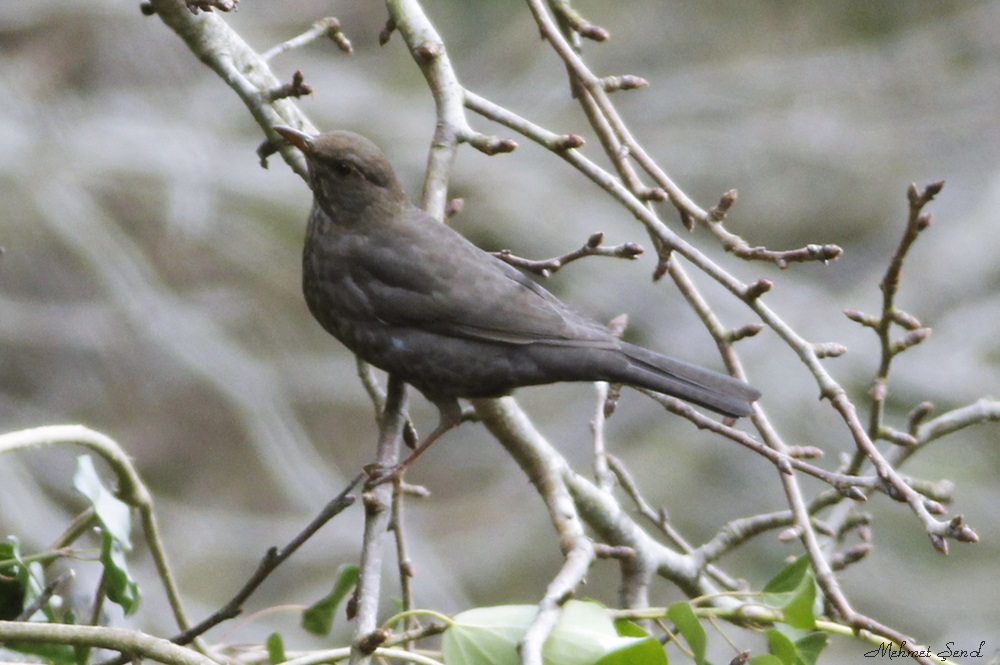 Karatavuk