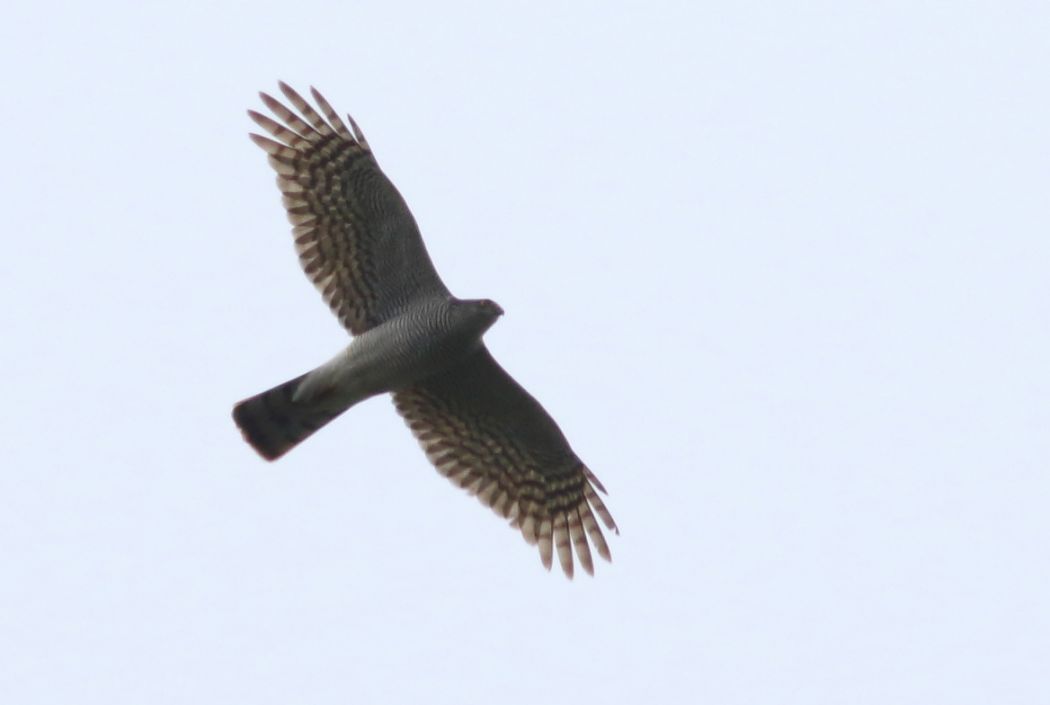 Atmaca