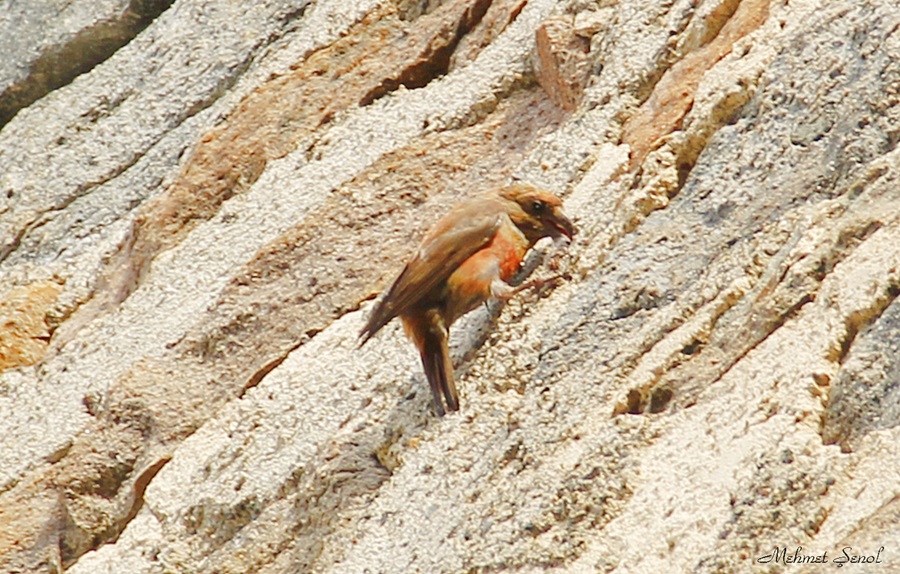Çaprazgaga