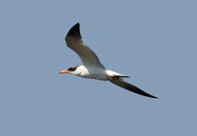 Hazar sumrusu