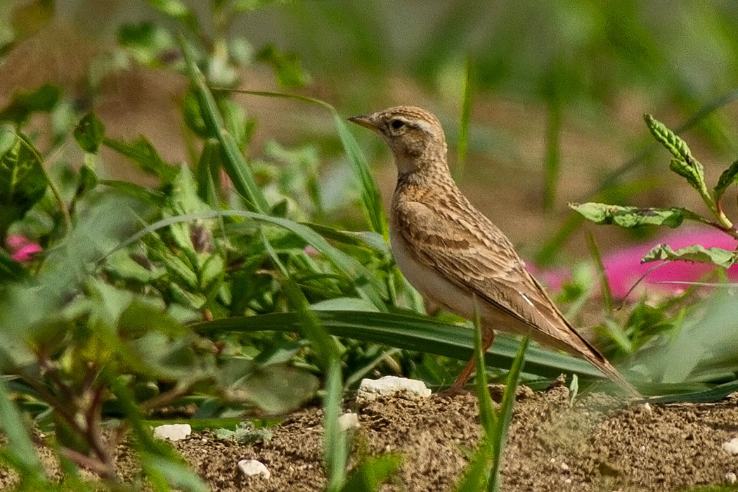 Bozkır toygarı