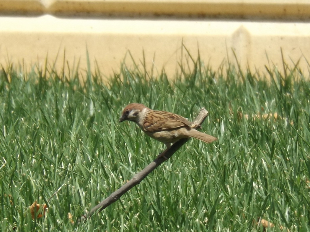 Ağaç serçesi