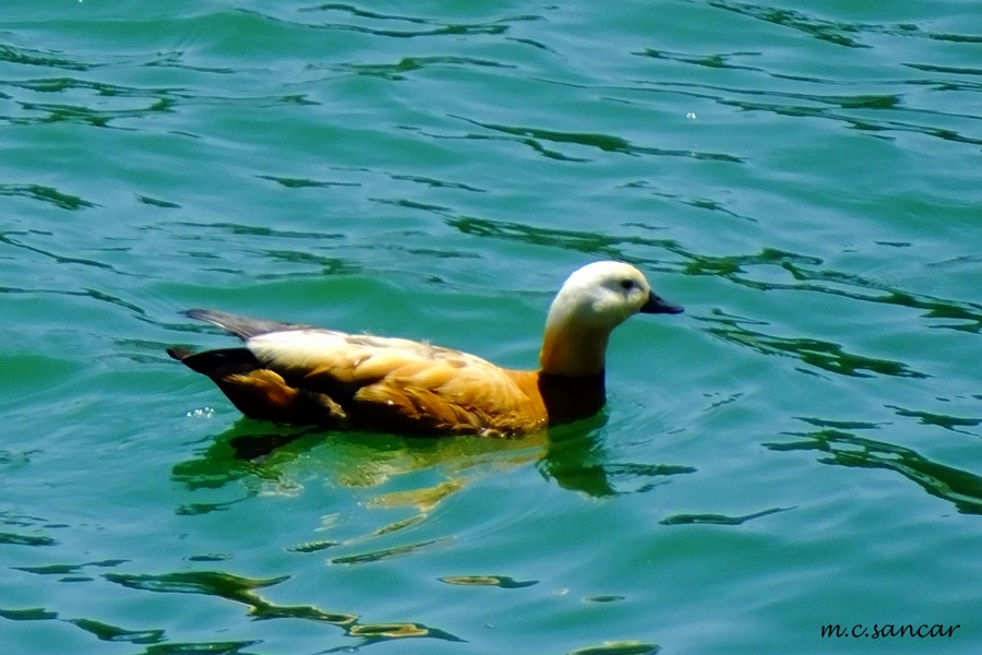 Angıt