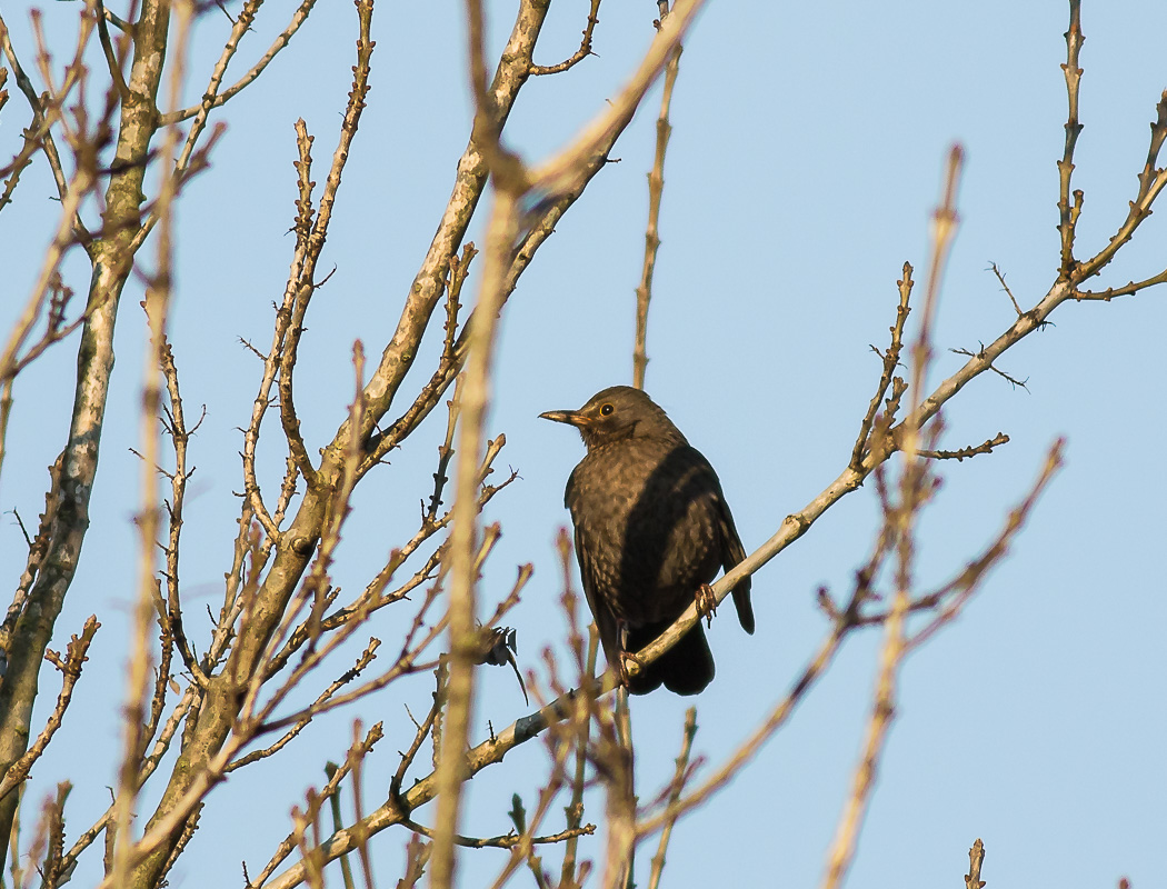 Karatavuk