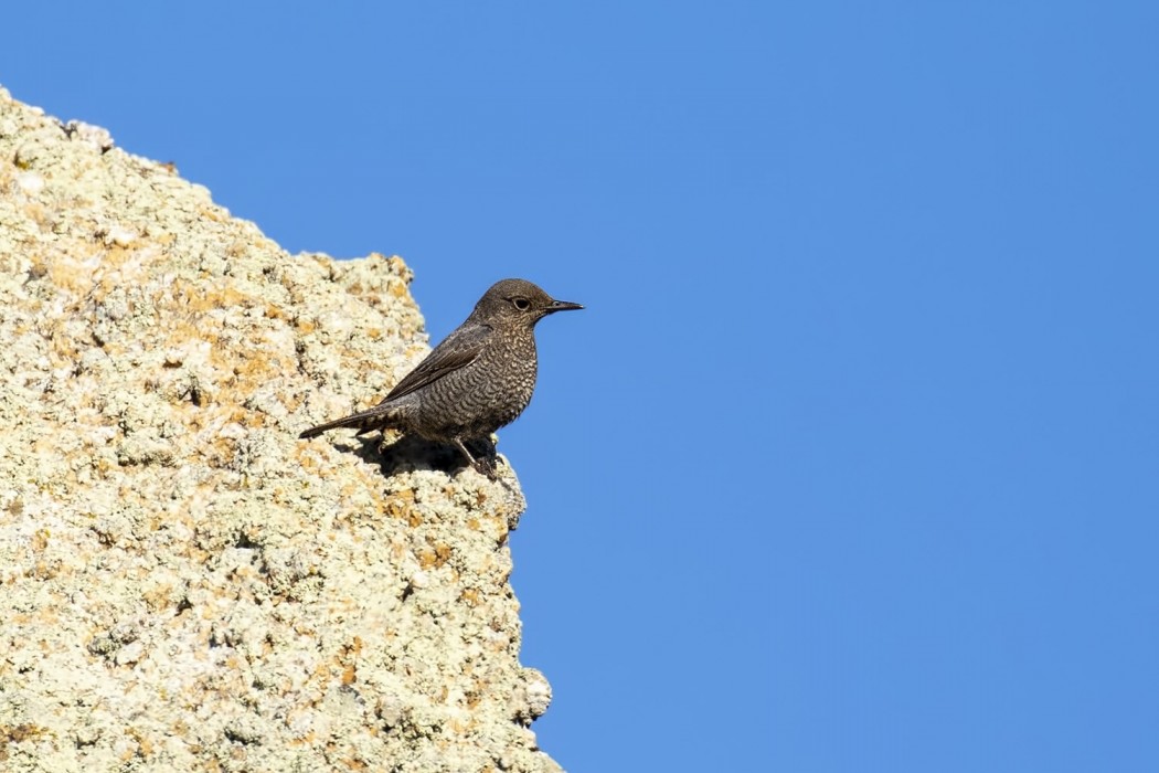 Gökardıç