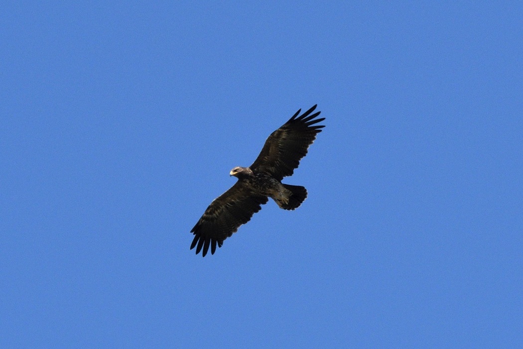 Şah kartal