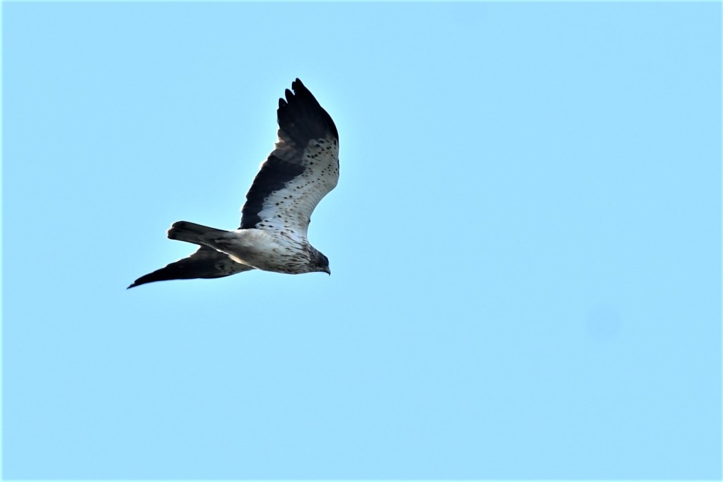 Küçük kartal