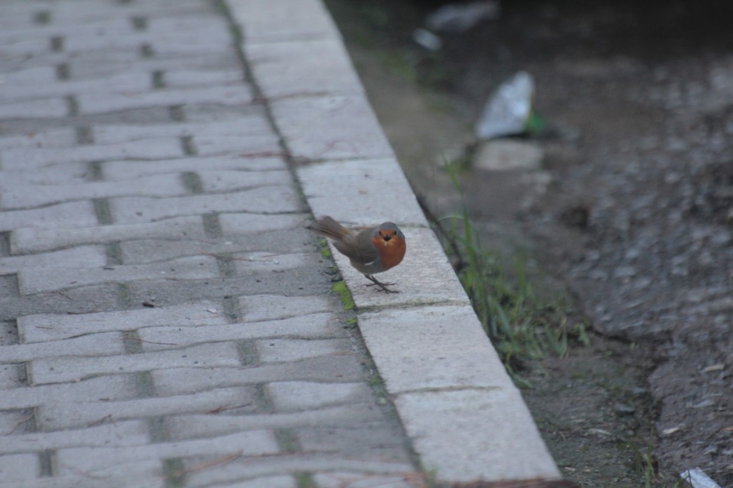 Kızılgerdan