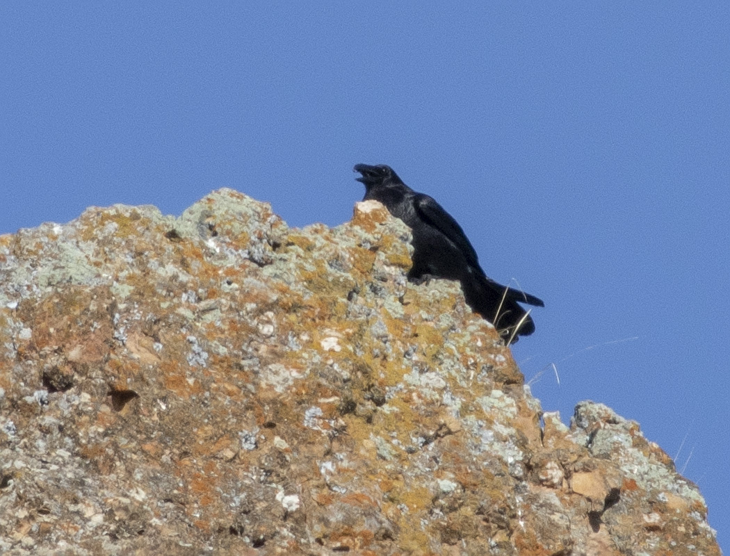 Kuzgun