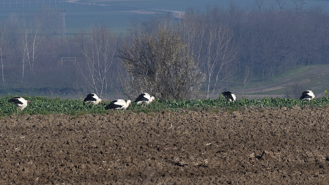 Leylek